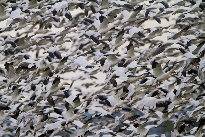 Snow Geese In Flight